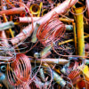 Pile of copper wire and tubing collected for recycling at a metal recycling facility.